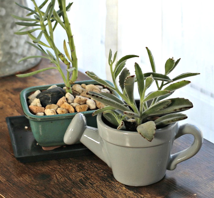 chopsticks plant and panda plant
