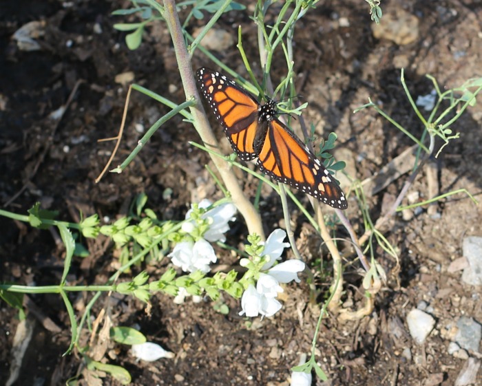swallowtail and snapdragons