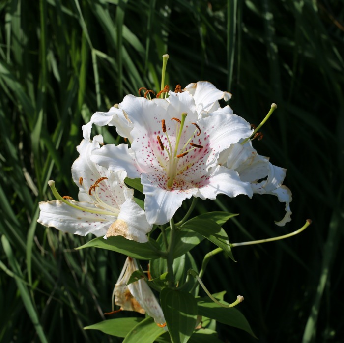 White and pink liily