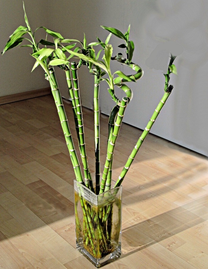 Dracaena Sanderiana shoots