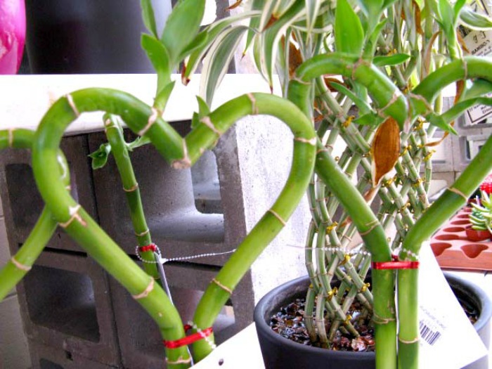 bamboo hearts