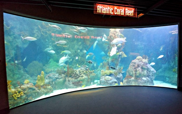 Atlantic Coral Reef Aquarium at ABQ