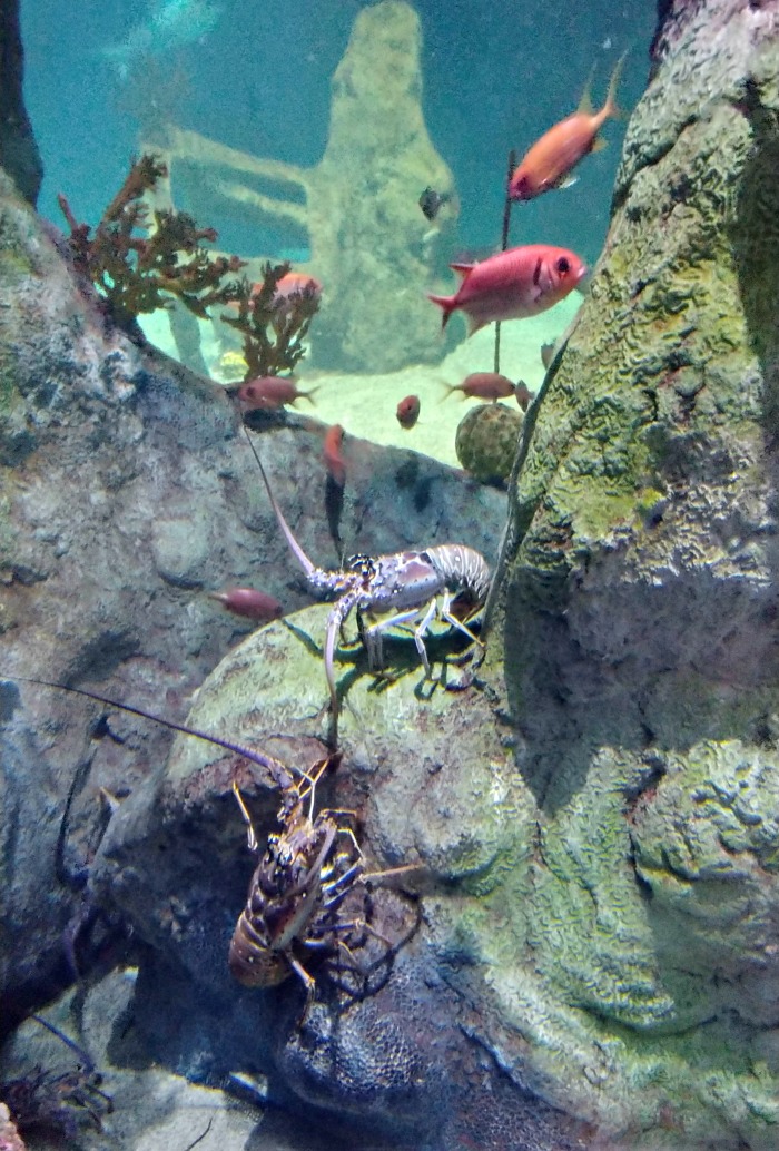 Crustaceans in the ABQ aquarium