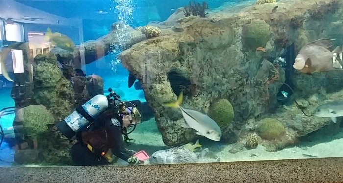 Cleaning the turtles