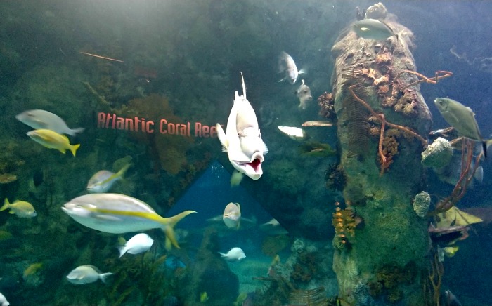 Fish swimming at the ABQ aquarium