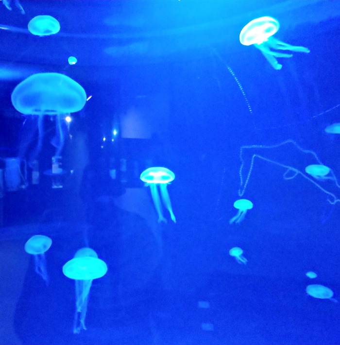jelly fish 