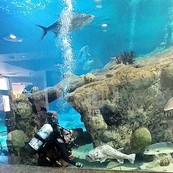 Albuquerque Aquarium – Things to do in Albuquerque – ABQ BioPark