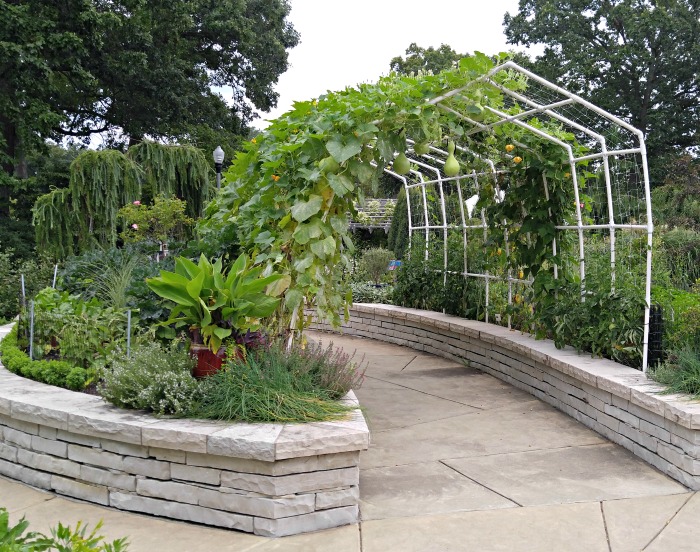 Use arbors to grow hanging vegetables like gourds.