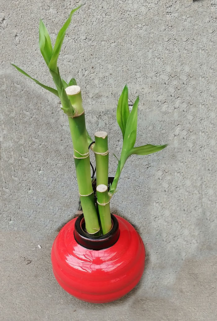 stems of bamboo in a red pot