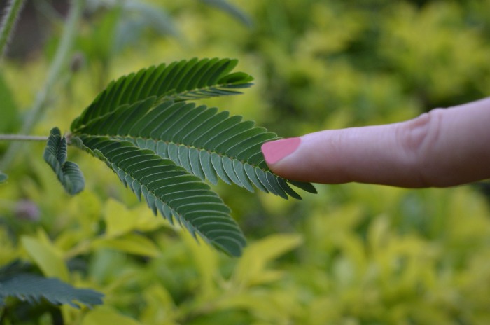 Touching a sensitive plant