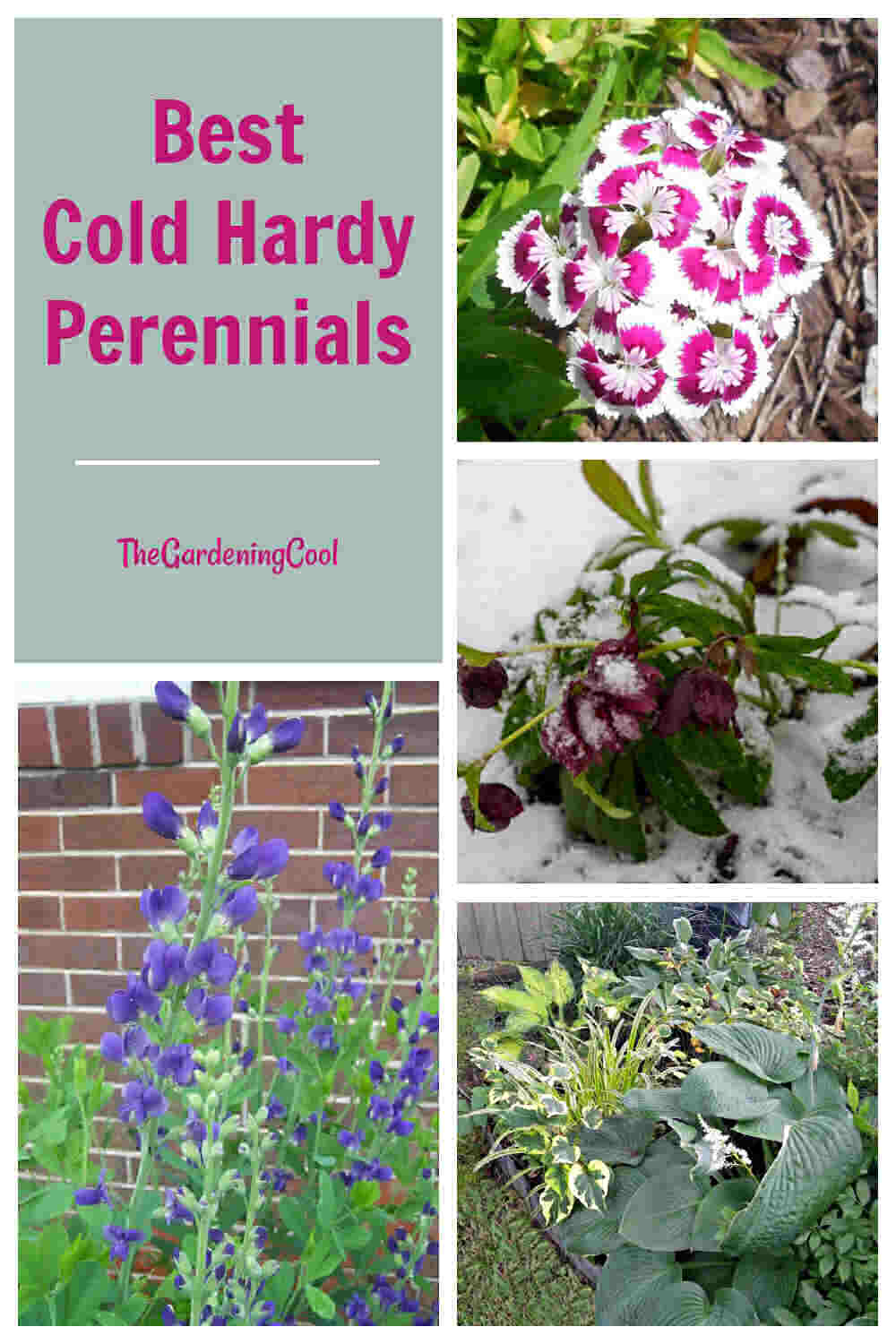 Best Cold Hardy Perennials. Sweet William, Baptisia, hellebore in snow and hostas with words Best Cold Hardy Perennials.
