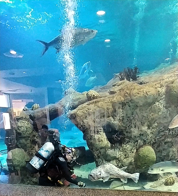 Feeding the fish at the ABQ aquarium