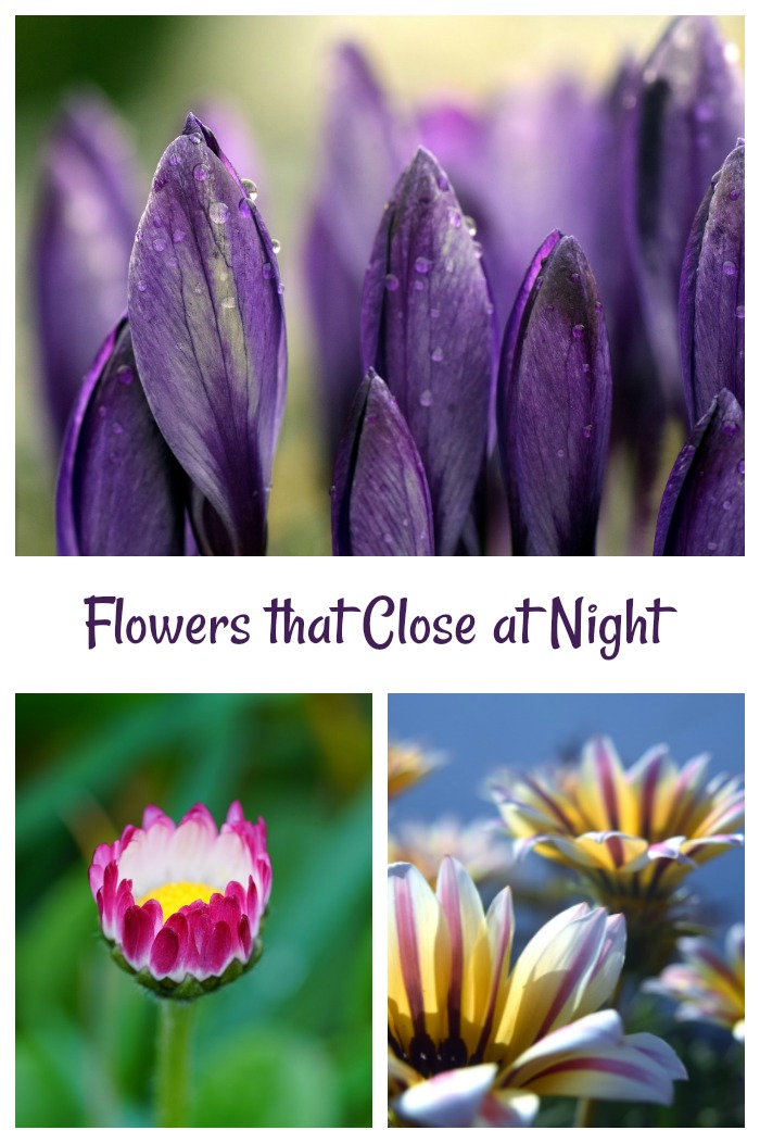 Flowers that close at night