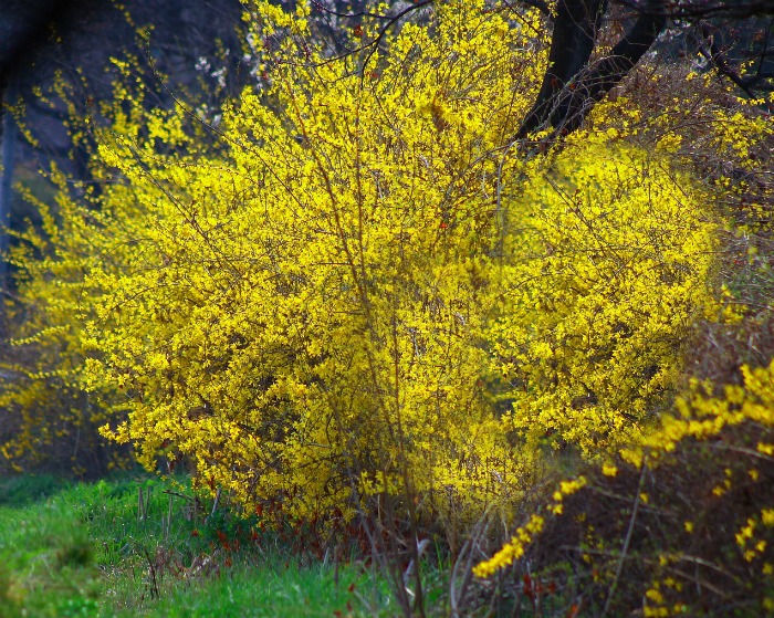 forsythia bushes