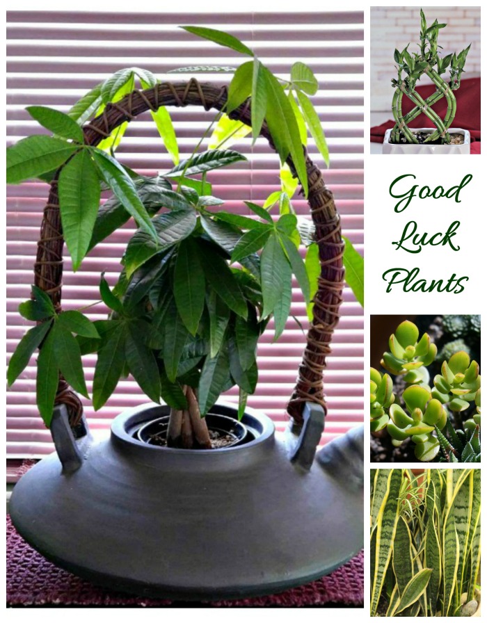 Braided money tree, lucky bamboo, snake plant and jade plant are all lucky plants
