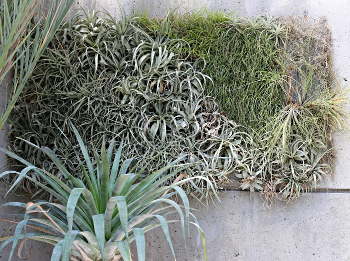 Air plants in a living green wall garden in Tower Hill Botanical Garden in Boylston MA