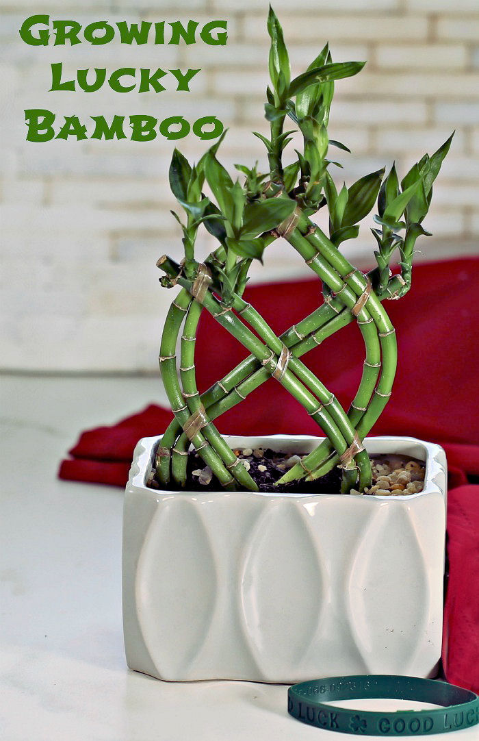 growing lucky bamboo in soil