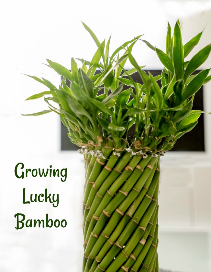 Tips for growing lucky bamboo plant
