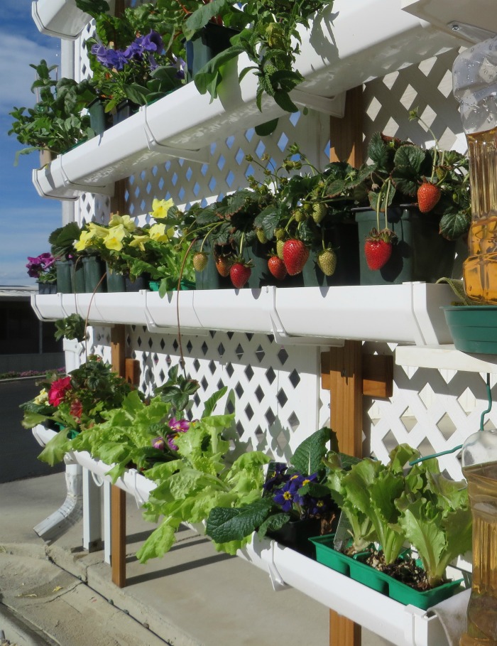 Gutter garden on a lattice wall