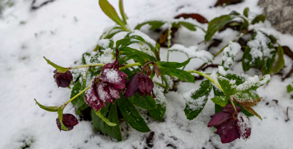 hellebore in the snow