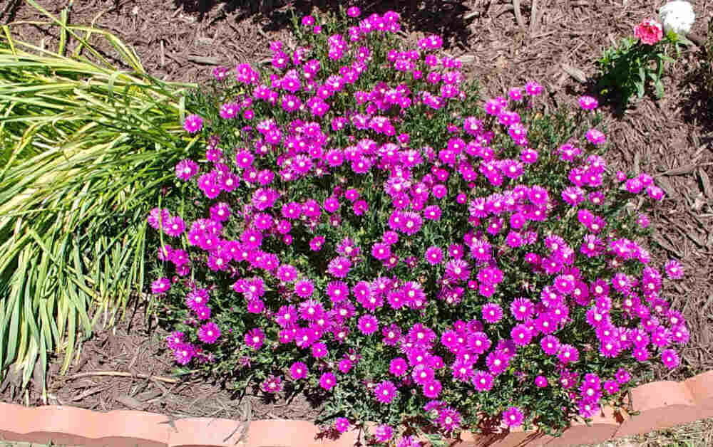 ice plant in flower. Ice plant with pink flowers in a garden bed.