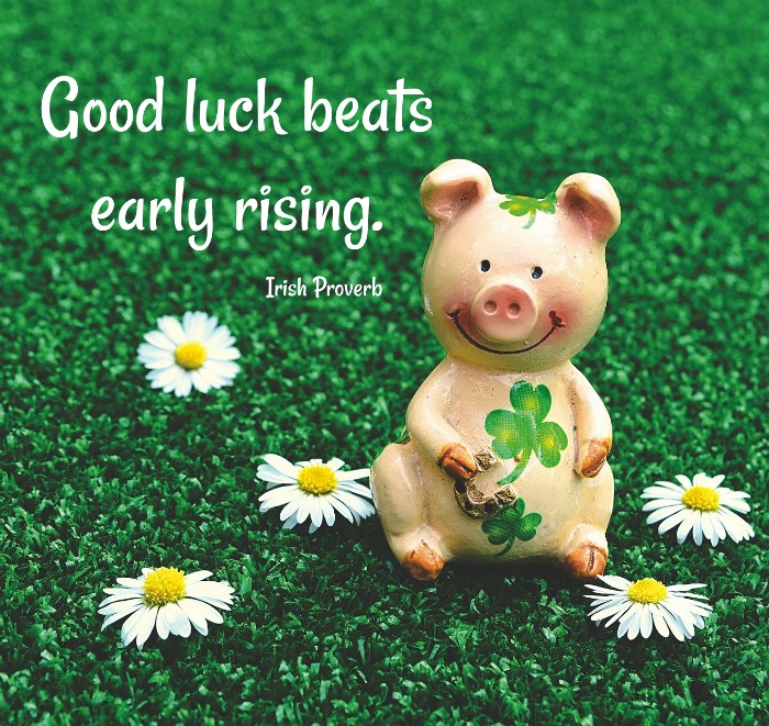 Pig with shamrocks in a field of daisies and shamrocks and Irish Proverb - Good luck beats early rising. 