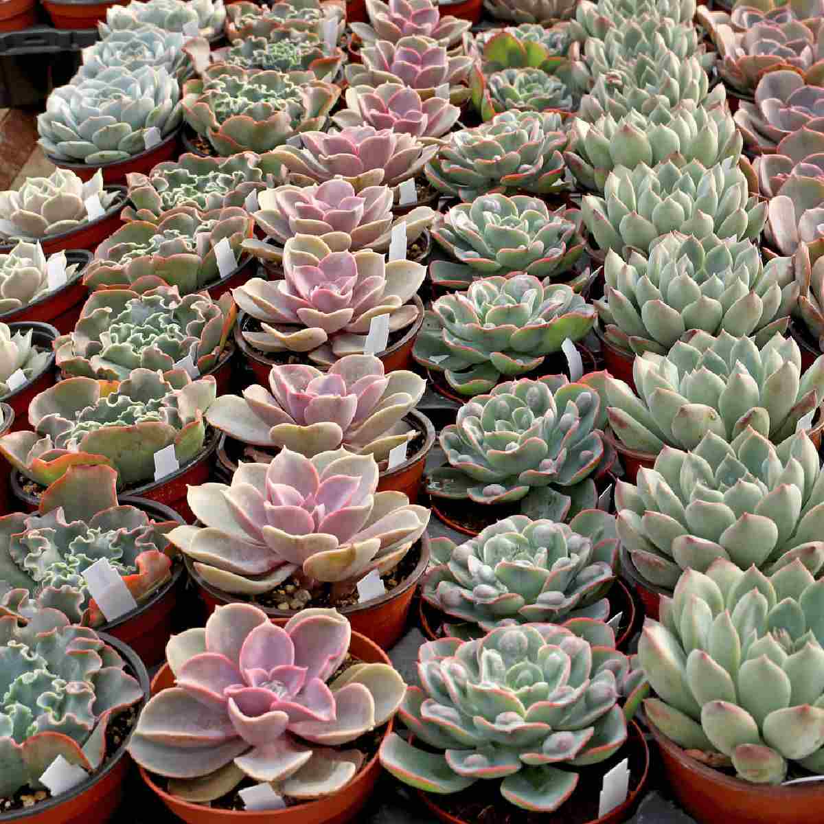 Tray of small echeveria plants for sale.