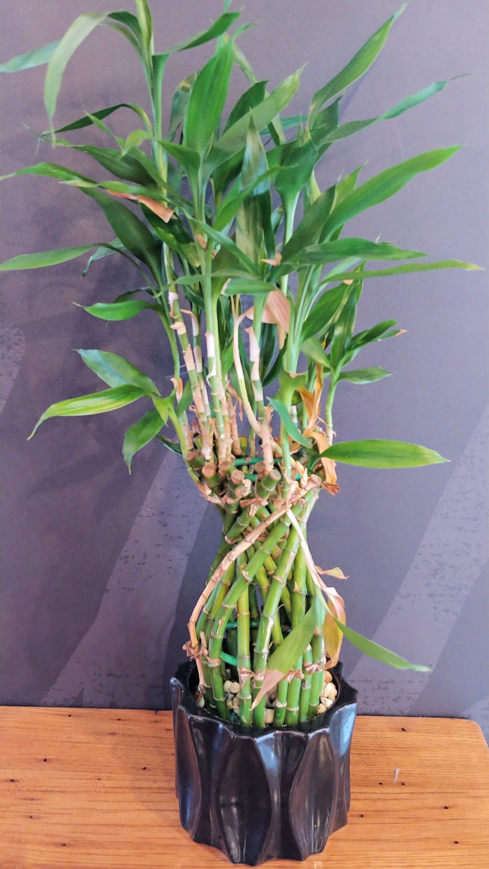 dracaena sanderiana