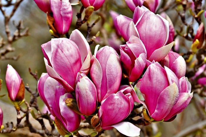 magnolia flowers