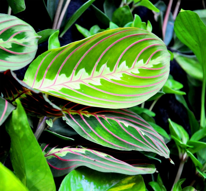 Maranta plant leaves