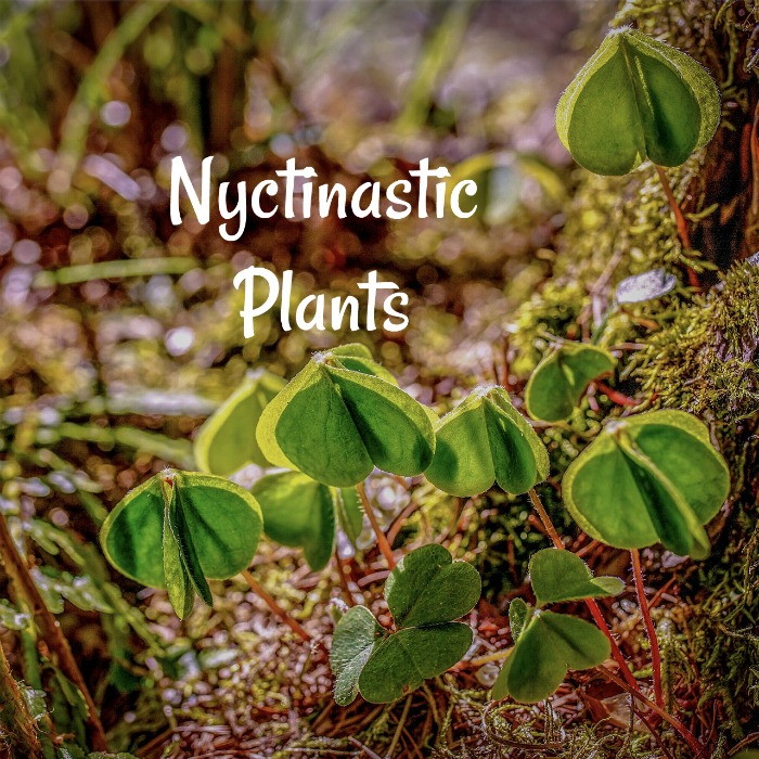 Plants That Close their Leaves at Night – Nyctinasty – Oxalis and Others
