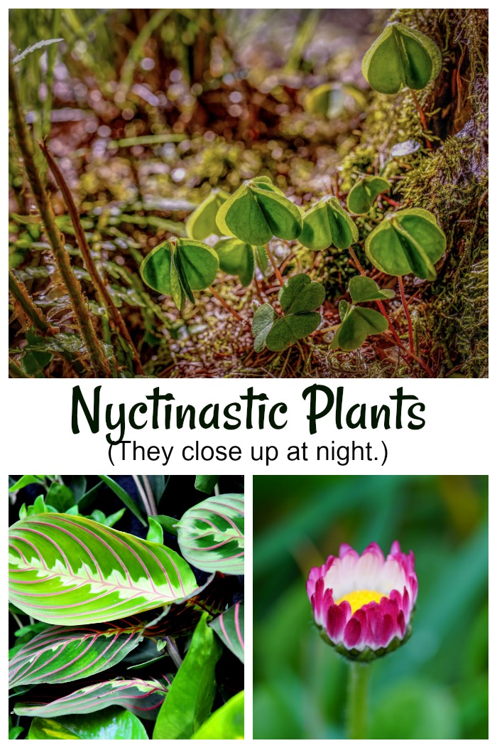 Nyctinastic plants are plants that close up at night