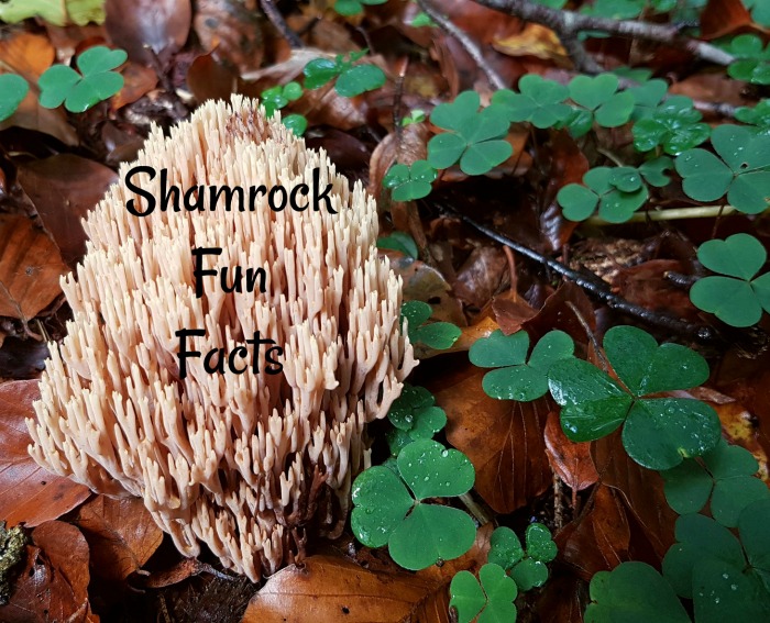 Fungus and shamrocks with words "Shamrock fun facts."