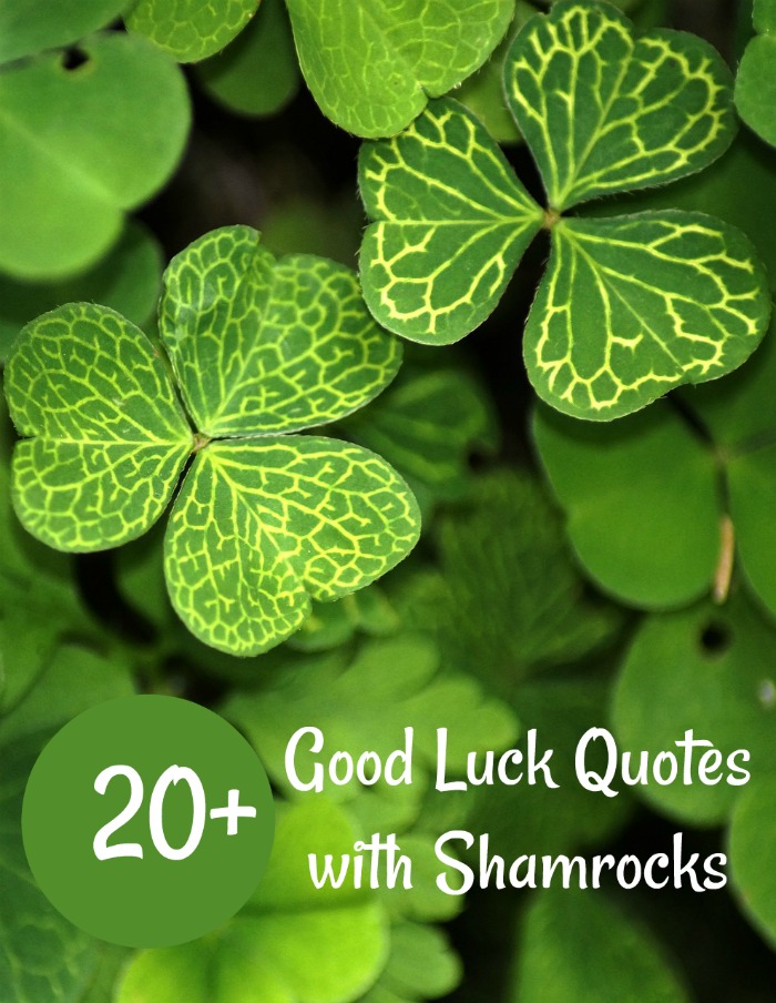 Shamrocks with white veins and words 20 good luck quotes for St. Patrick's day