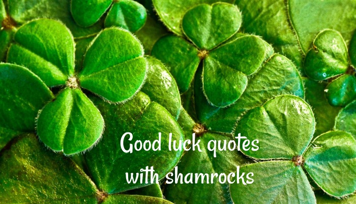 3 leaf clovers with text reading Good luck quotes with shamrocks.