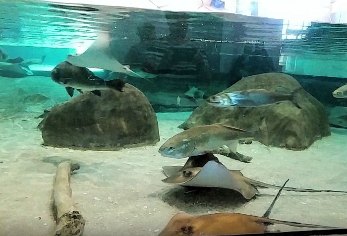 Stingrays in a touching pool