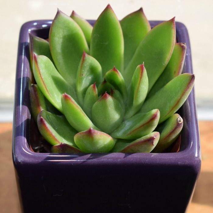 Caring for Echeveria – How to Rosette Forming Succulents with Spectacular Flowers