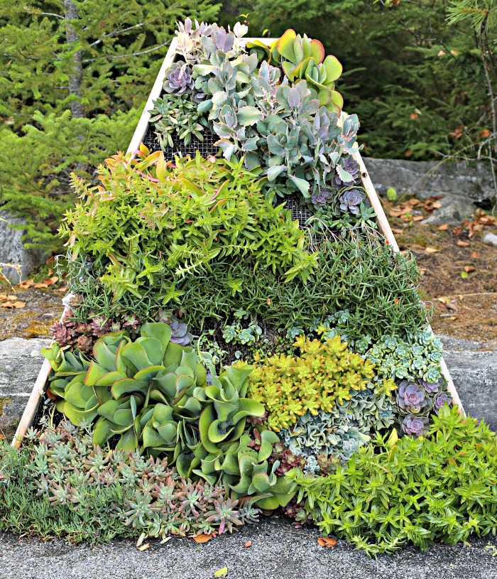 succulent living wall