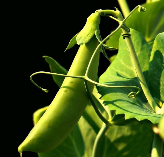 sweet peas