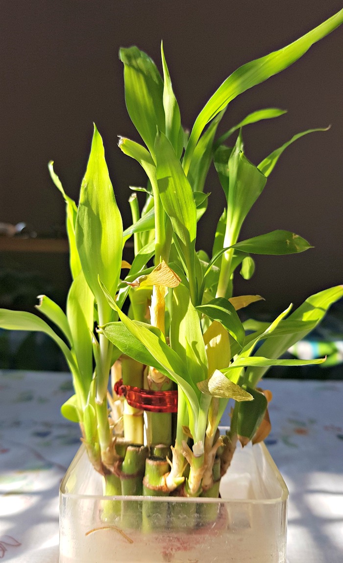 Growing lucky bamboo in water