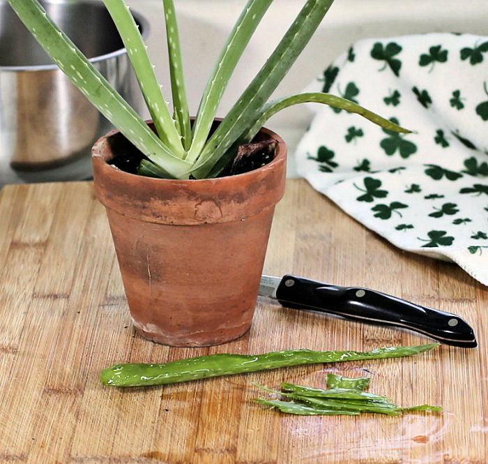 Aloe vera leave cut with gel inside