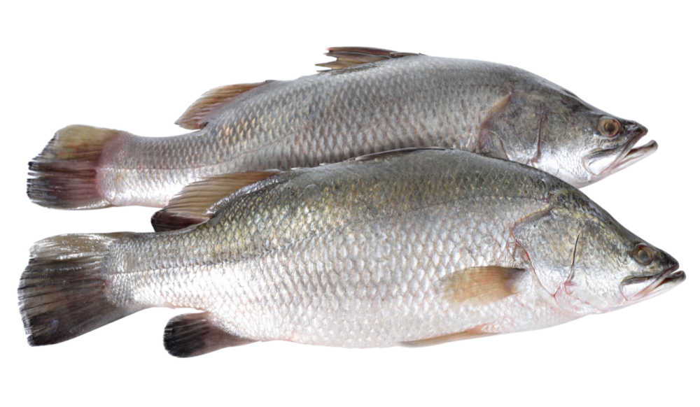 Two barramundi fish on a white background.