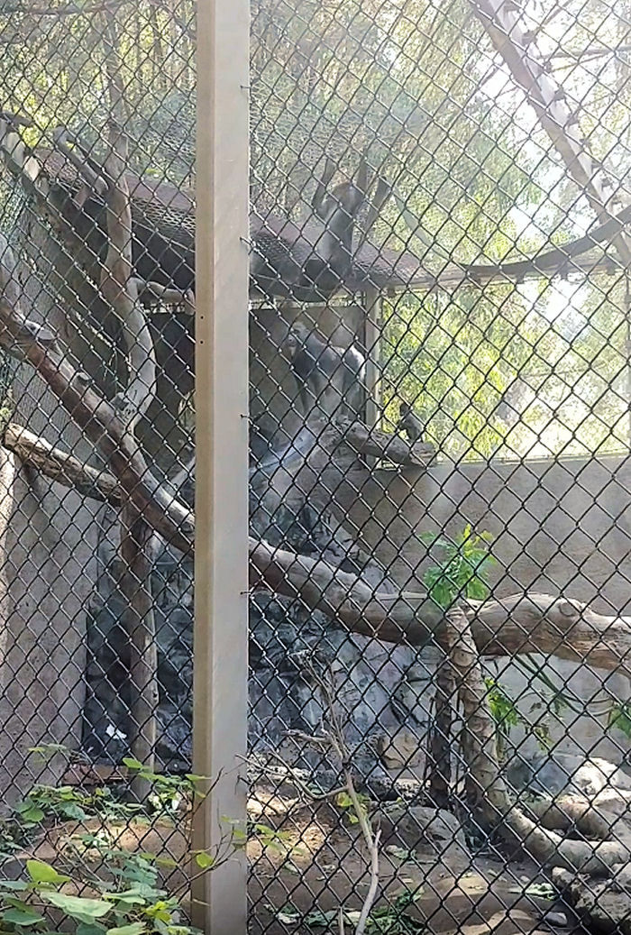 chimps playing at the LA zoo