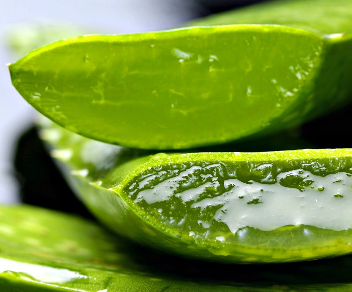 cut aloe vera leaves