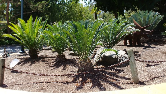Cycad palms and dinosaur statue