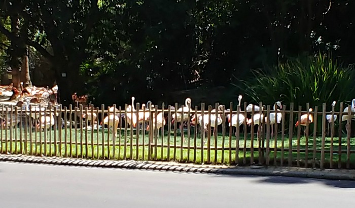 Flamingos at the LA Zoo