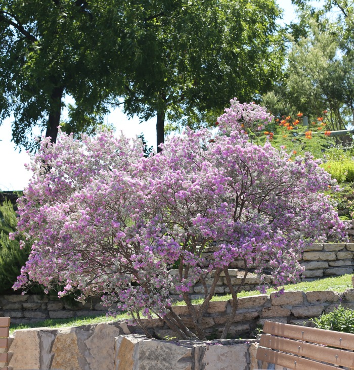 Flowering trees and plants