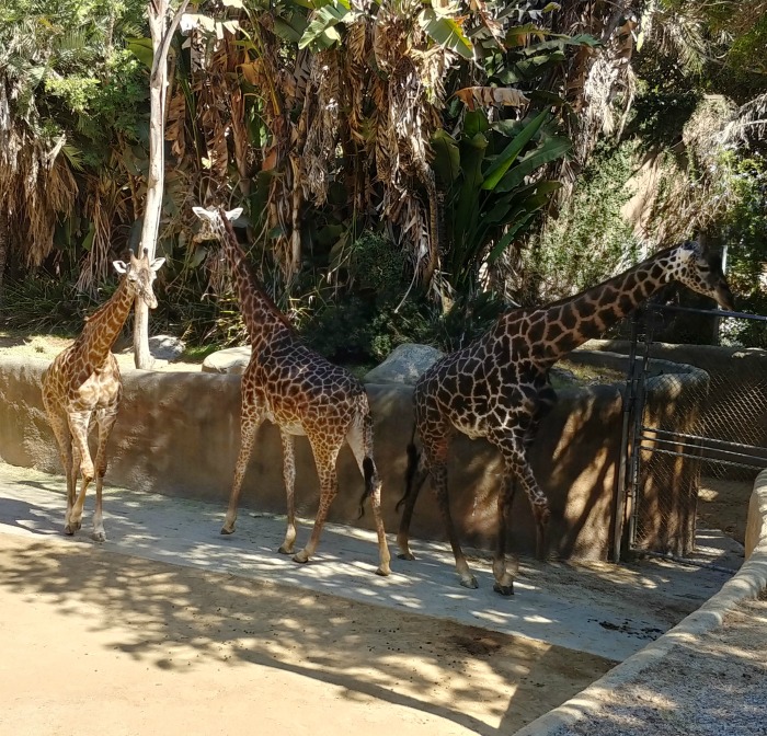 Giraffes at the LA Zoo and Botanical Gardens
