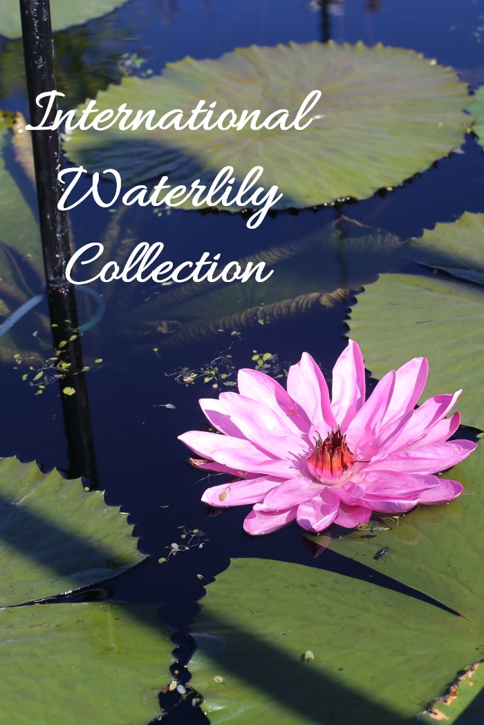 International Waterlily collection in San Angelo Texas