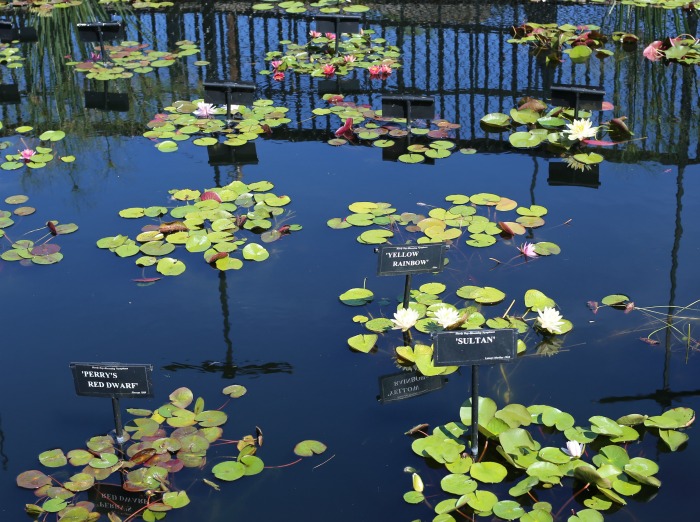 Labeled waterlilies